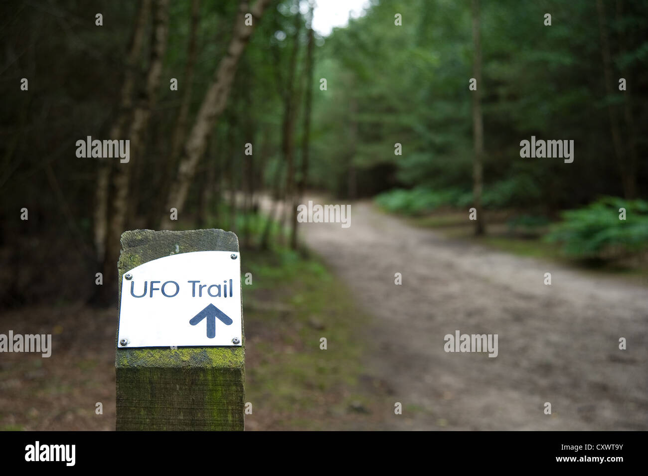 Il percorso di UFO all'interno di Rendlesham Forest, Suffolk, Inghilterra, Regno Unito Foto Stock