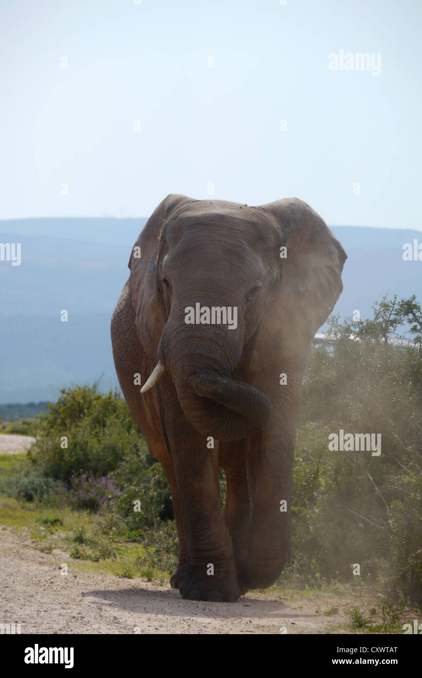 Elefante di carica Foto Stock