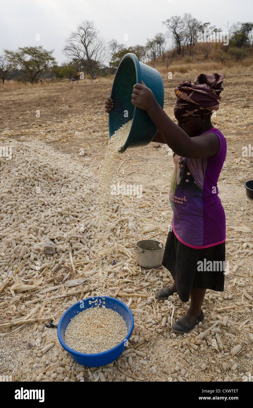 L'agricoltore femmina ordinamento di mais. Zambia. Foto Stock