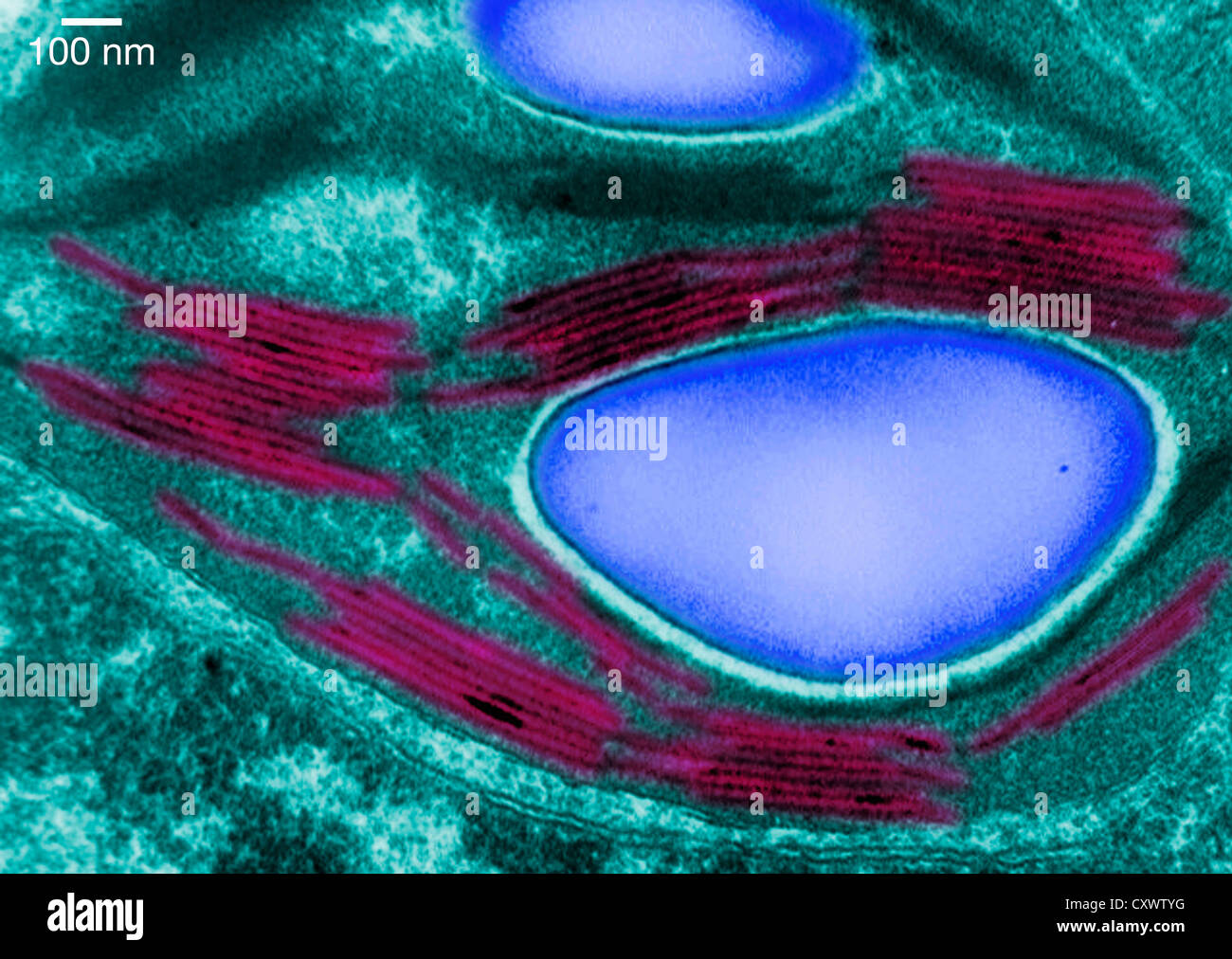 Microscopio elettronico a trasmissione di un cloroplasto Foto Stock