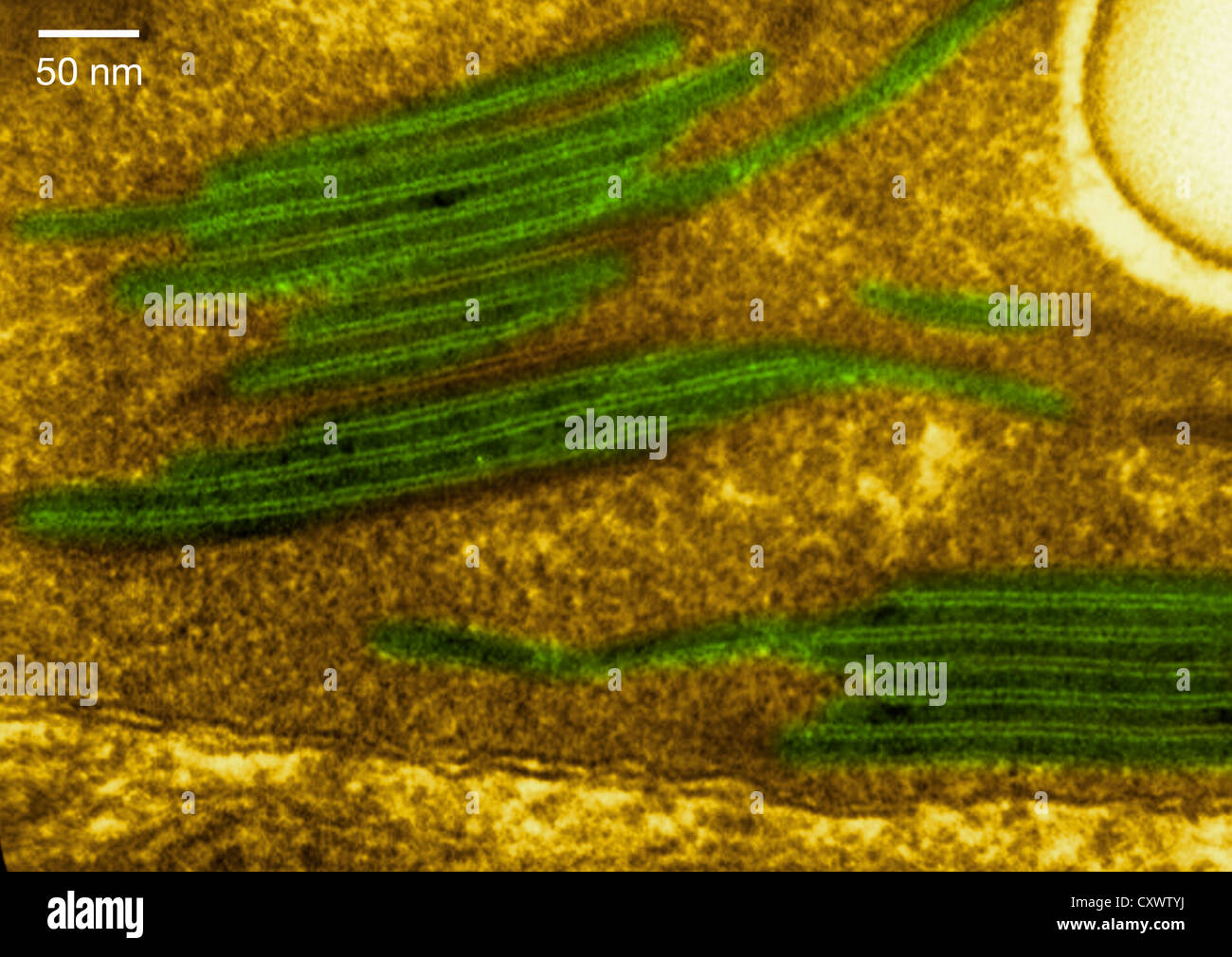 Micrografia ad elevato ingrandimento di un cloroplasto Foto Stock