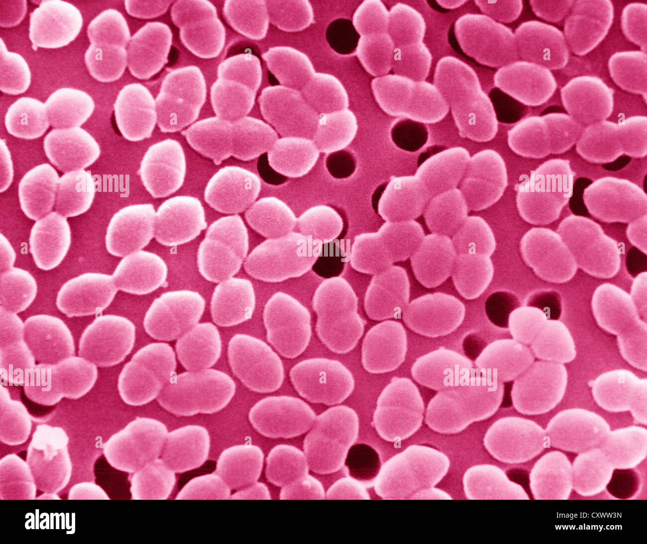 SEM di Gram-positivi Enterococcus batteri Foto Stock