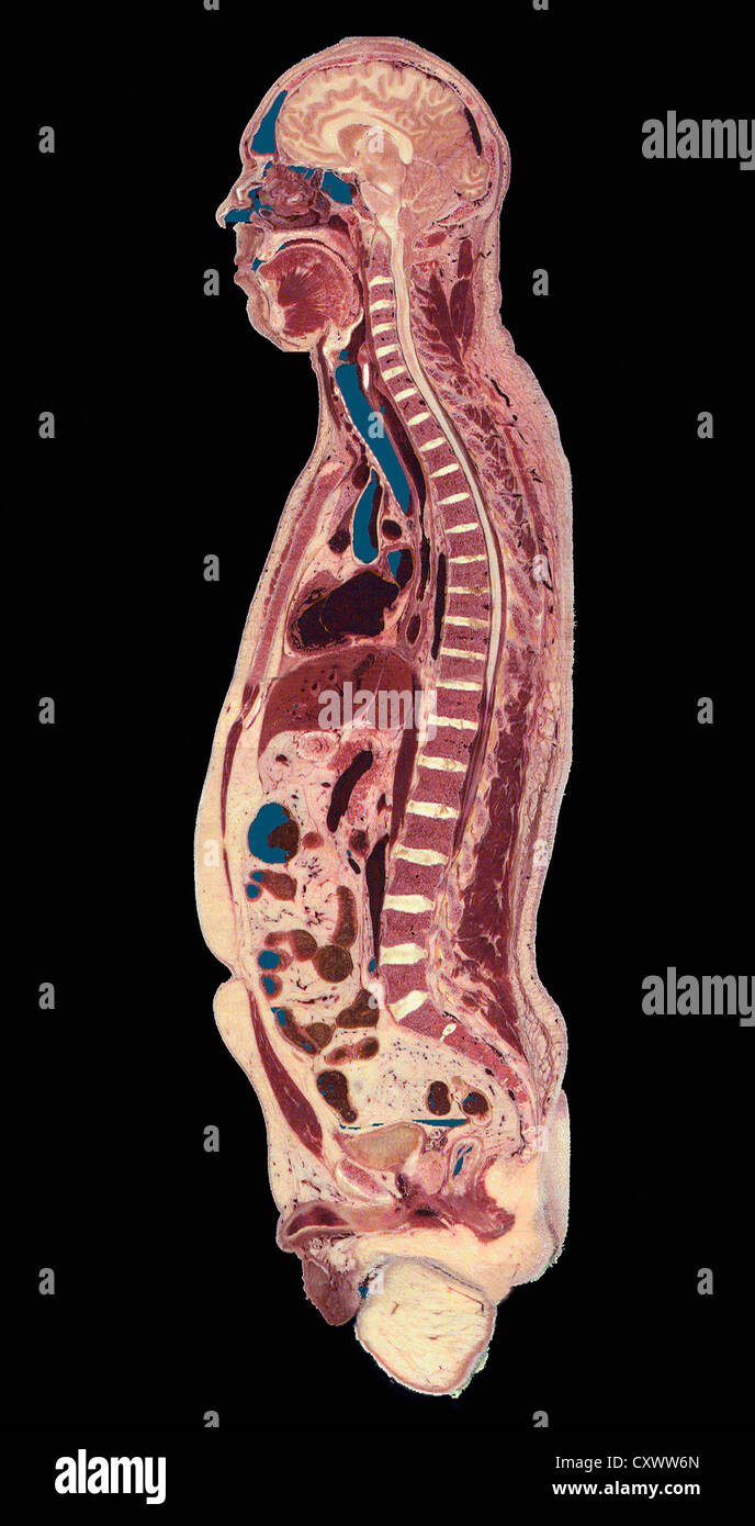 Vista sagittale dell'umana visibile Foto Stock