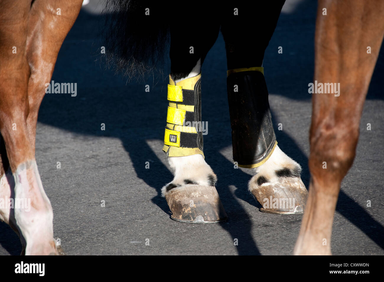 La polizia a cavallo della gamba riflettente Protector a dimostrazione Foto Stock
