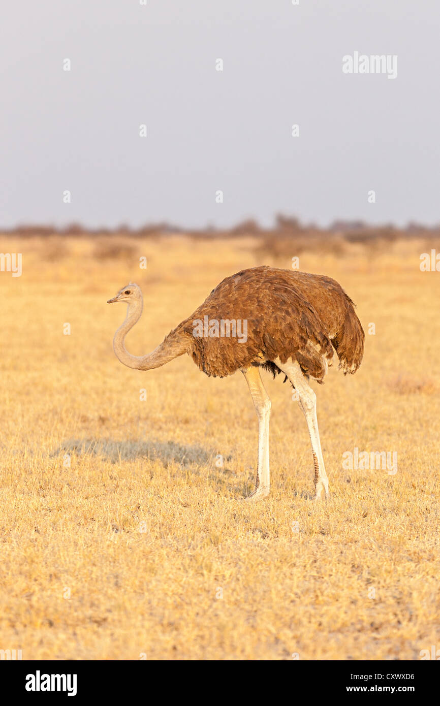 Femmina (struzzo Struthio camelus) su un open pianura africana in luce all'alba, Botswana Foto Stock