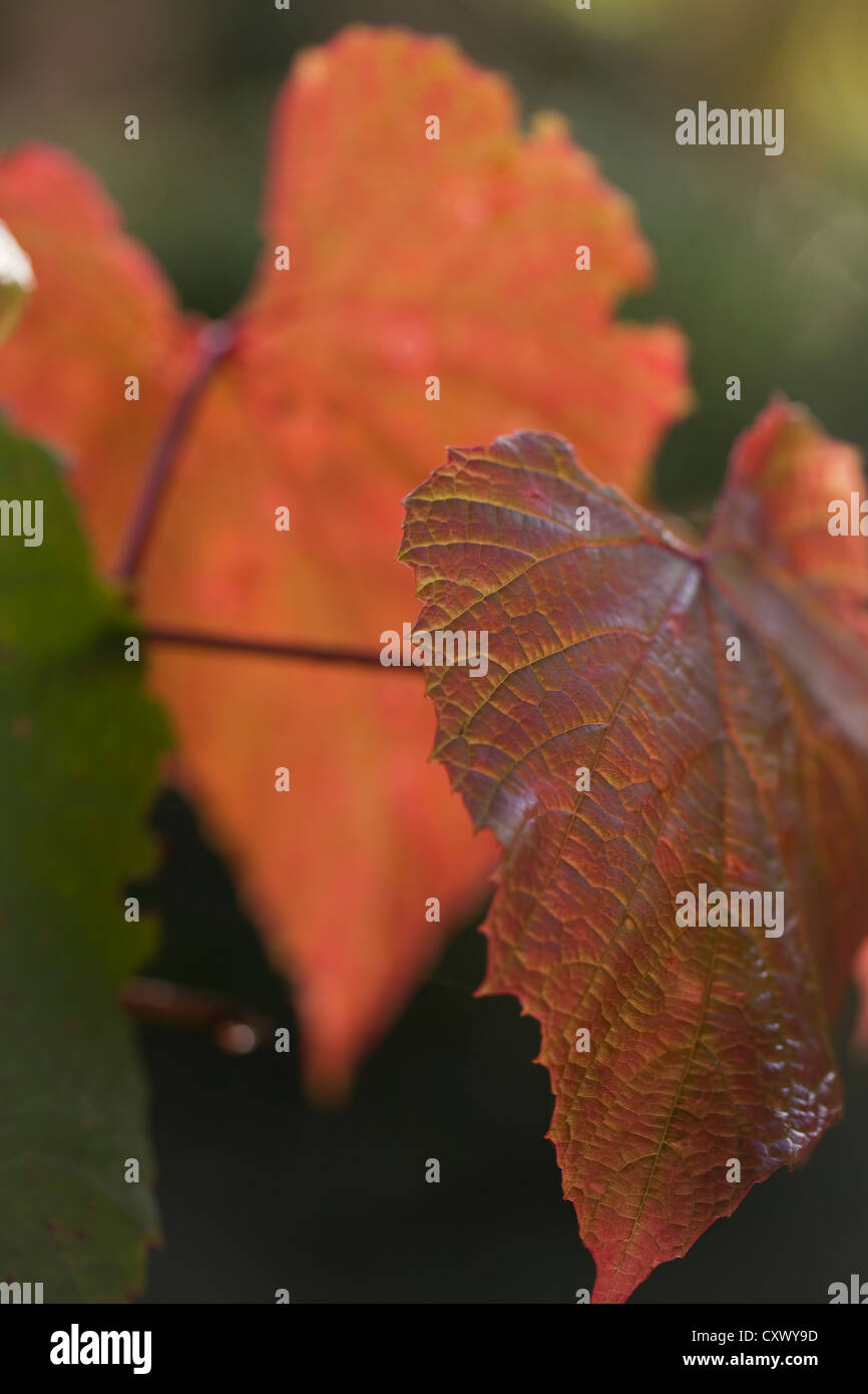 I colori autunnali, Vitis coignetiae (Crimson vite gloria) Foto Stock