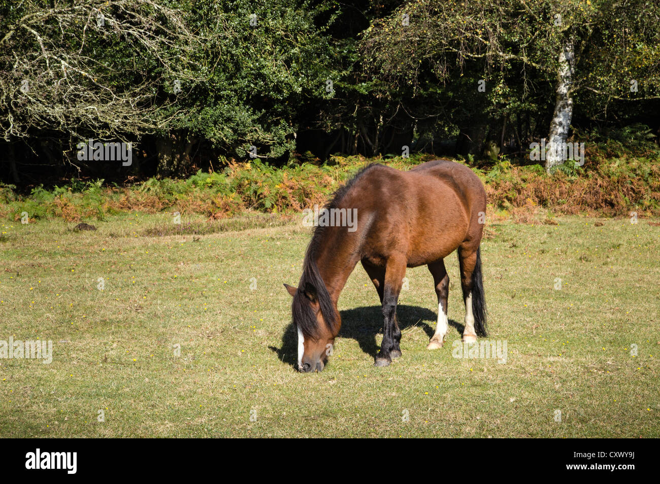 New Forest Pony pascolare nel parco nazionale, Hampshire, Inghilterra, Regno Unito. Europa Foto Stock