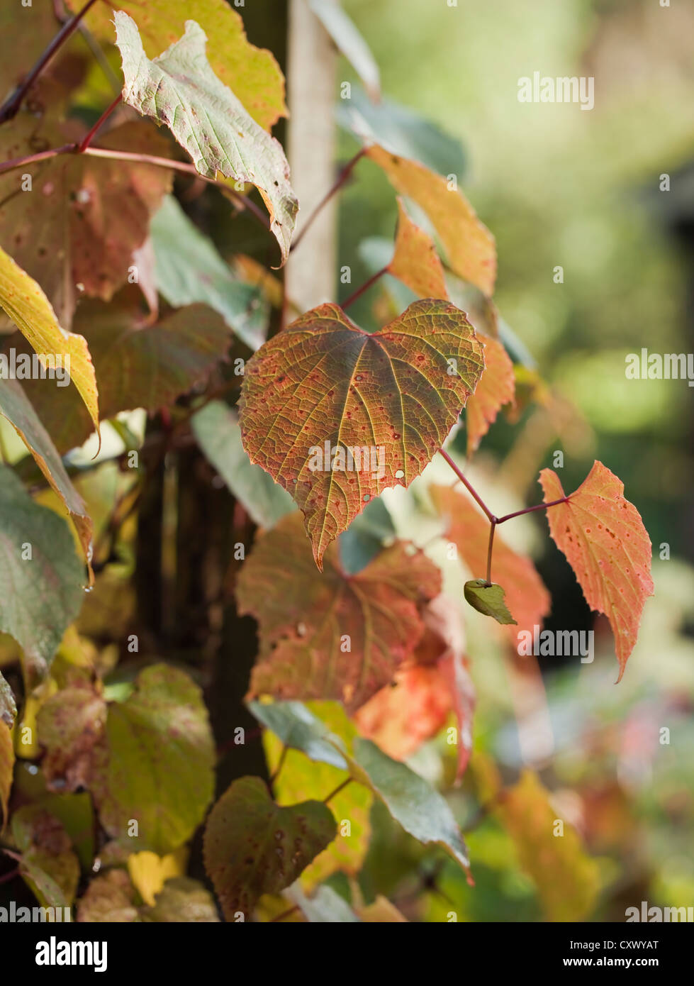 Autunno colori e texture, Vitis coignetiae (Crimson vite gloria), decidui, vite ornamentale Foto Stock