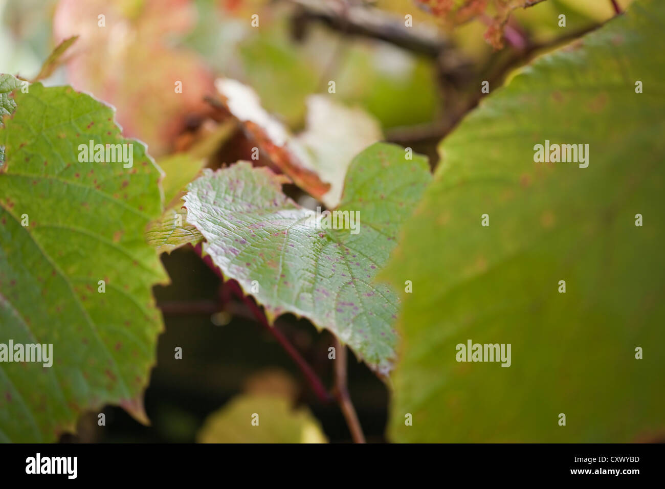 I colori autunnali, Vitis coignetiae (Crimson vite gloria), decidui vite ornamentale Foto Stock