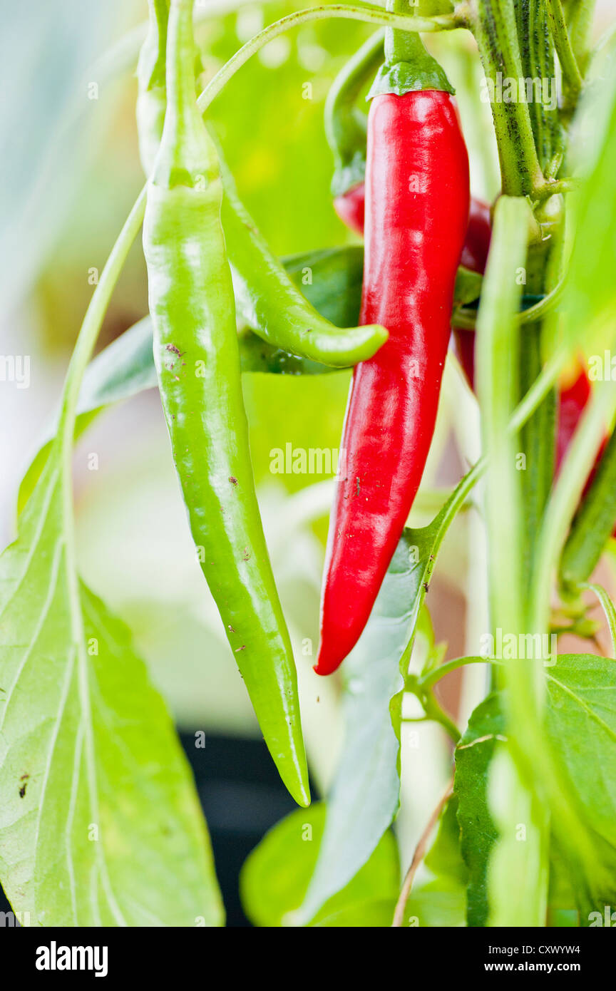 Organici di peperoncino pianta con frutti maturi Foto Stock