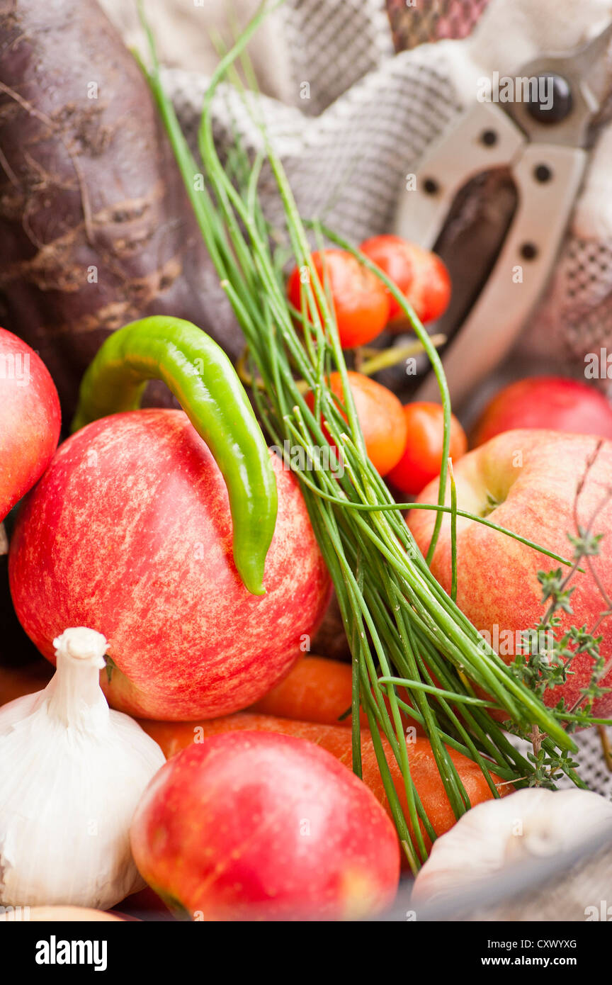 Raccolto da un giardino, misti di frutta e verdura Foto Stock
