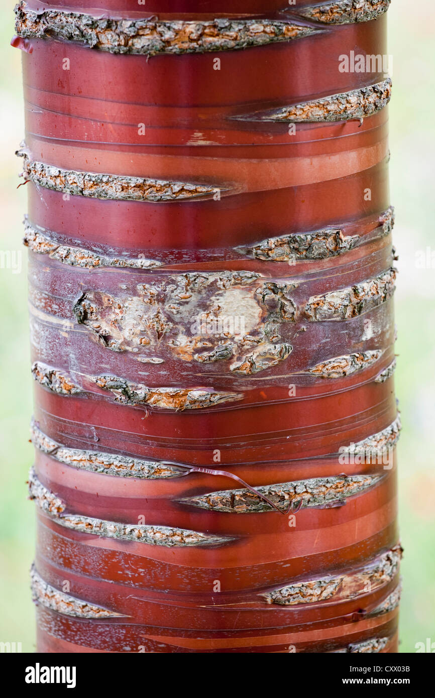 Corteccia di albero spargimento, REGNO UNITO Foto Stock