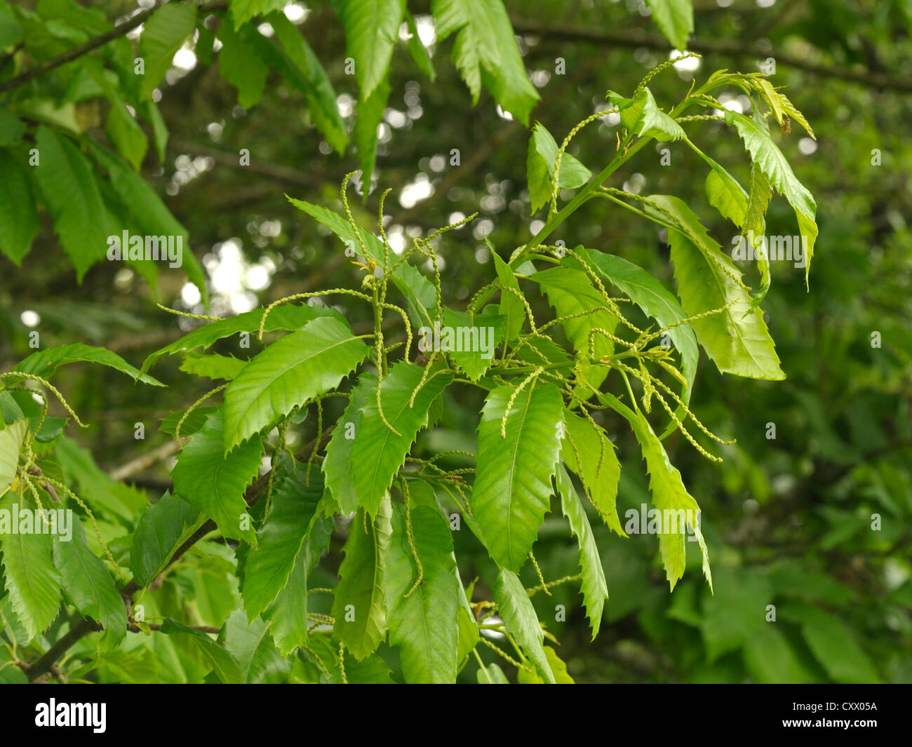 Dolce di castagne, Castanea sativa, boccioli di fiori Foto Stock