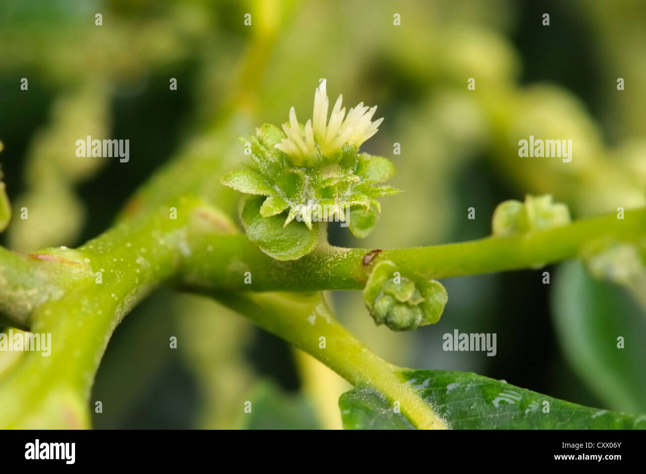 Dolce di castagne, Castanea sativa, fiore femmina Foto Stock