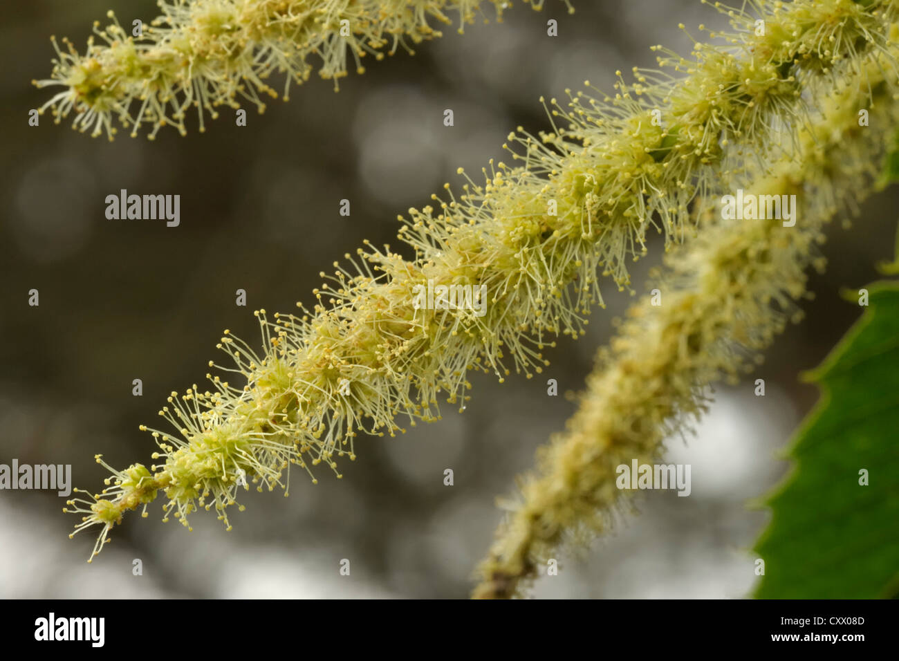 Dolce di castagne, Castanea sativa, fiori maschili Foto Stock