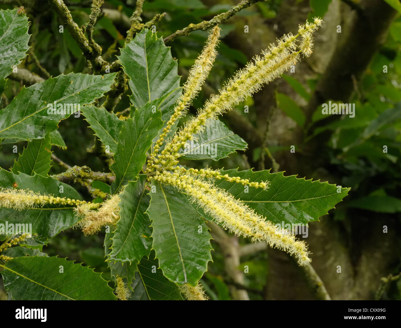 Dolce di castagne, Castanea sativa, fiori maschili Foto Stock
