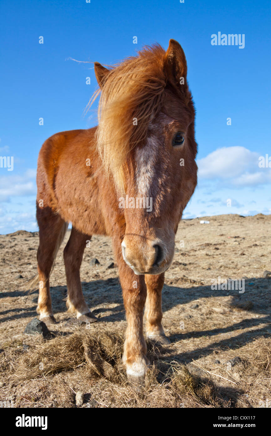 Cavallo islandese, Islanda Foto Stock