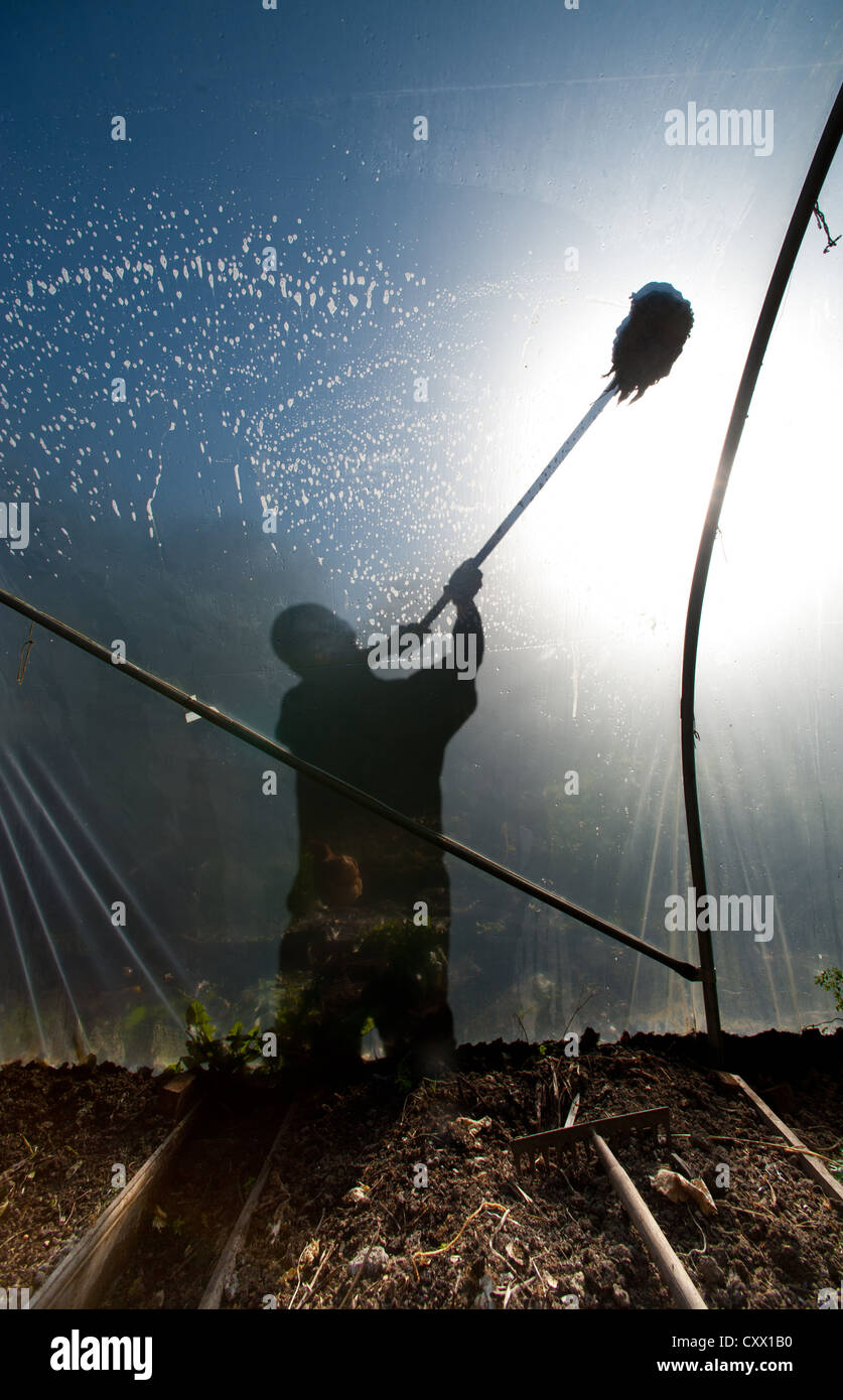 Pulizia di un polytunnel Foto Stock