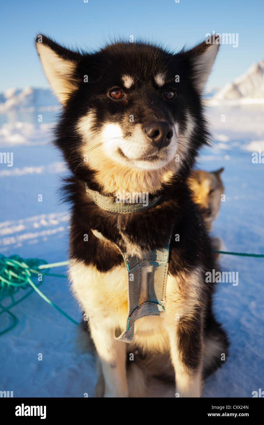 Cane Husky nel cablaggio della slitta in Groenlandia Foto Stock
