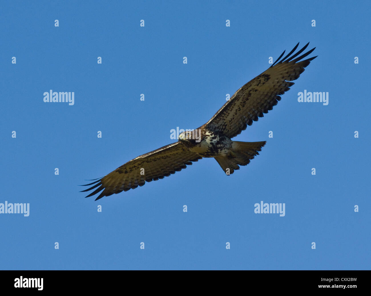 Imature aquila calva Foto Stock