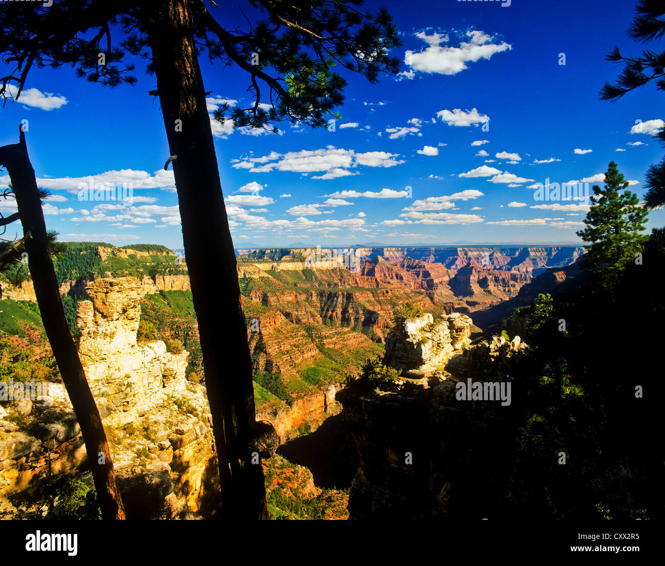 Il North Rim offre un ambiente sereno e coinvolgente il Grand Canyon esperienza. Essa è più remote e meno sviluppate di South Rim. Foto Stock