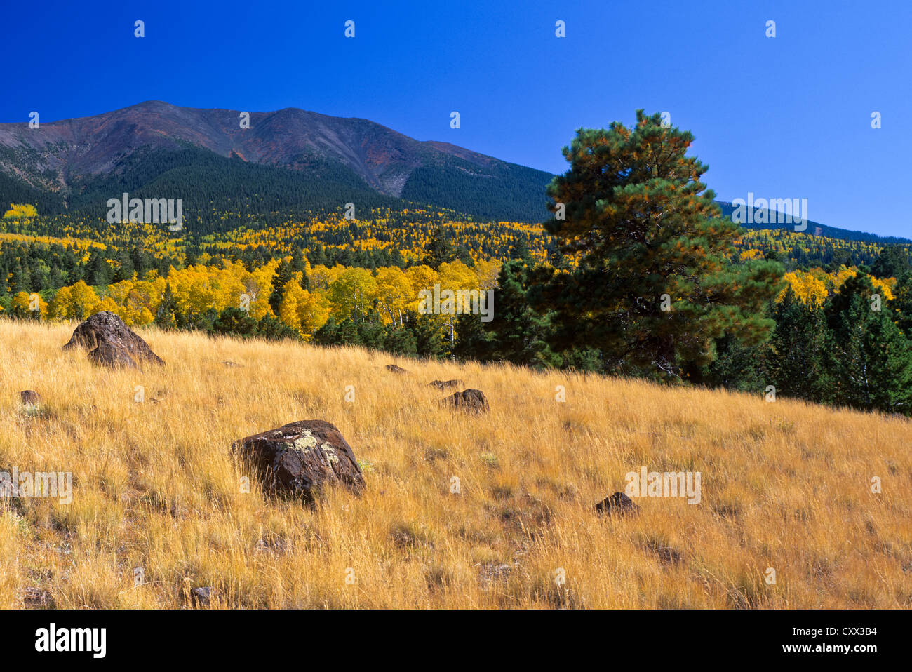 Hart Prairie di auto a nord di Flagstaff, AZ. Neve fresca sui picchi Kachina Wilderness Area. Snowbowl piste, Coconino Nat'l. Foto Stock