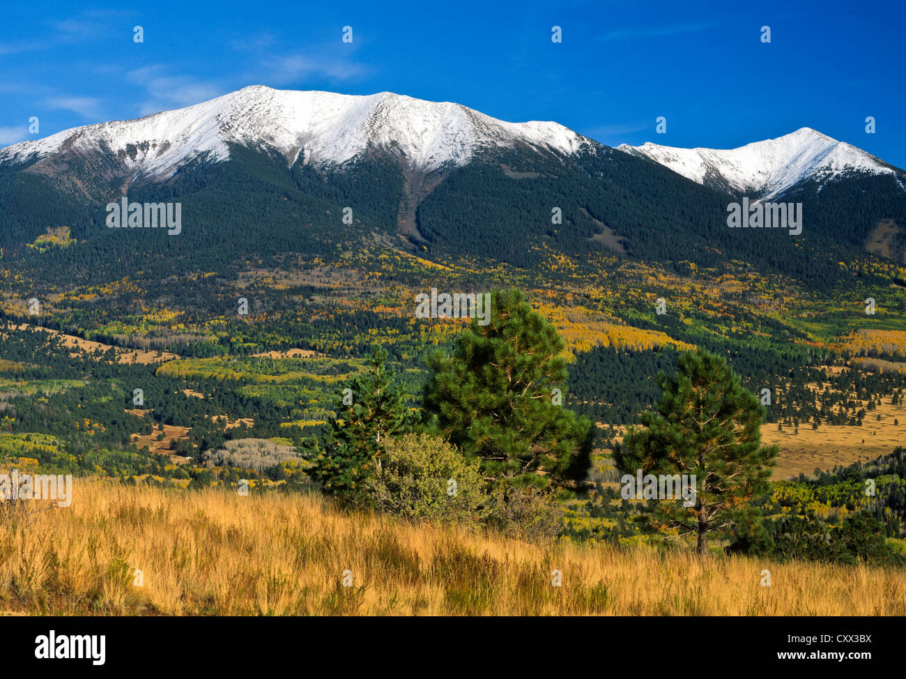 Hart Prairie di auto a nord di Flagstaff, AZ. Neve fresca sui picchi Kachina Wilderness Area. Snowbowl piste, Coconino Nat'l. Foto Stock