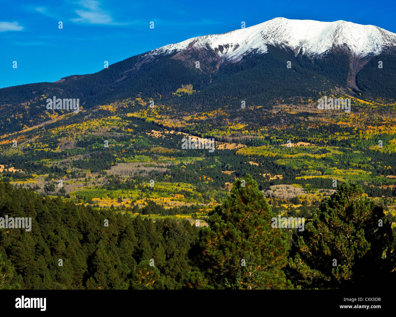 Hart Prairie di auto a nord di Flagstaff, AZ. Neve fresca sui picchi Kachina Wilderness Area. Snowbowl piste, Coconino Nat'l. Foto Stock