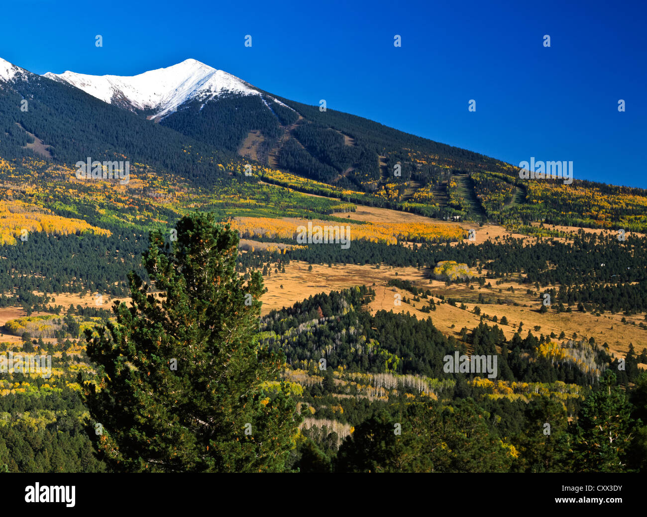 Hart Prairie di auto a nord di Flagstaff, AZ. Neve fresca sui picchi Kachina Wilderness Area. Snowbowl piste, Coconino Nat'l. Foto Stock