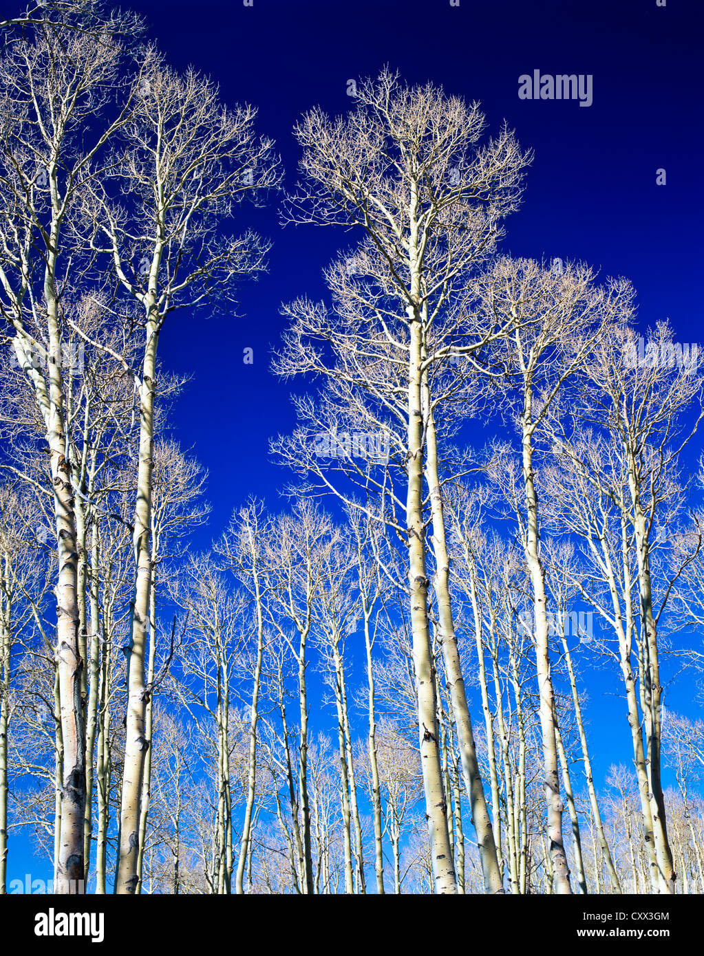Nudo alberi di Aspen. Hart Prairie di auto a nord di Flagstaff, in Arizona. Kachina picchi Wilderness Area. Coconino National Forest. Foto Stock
