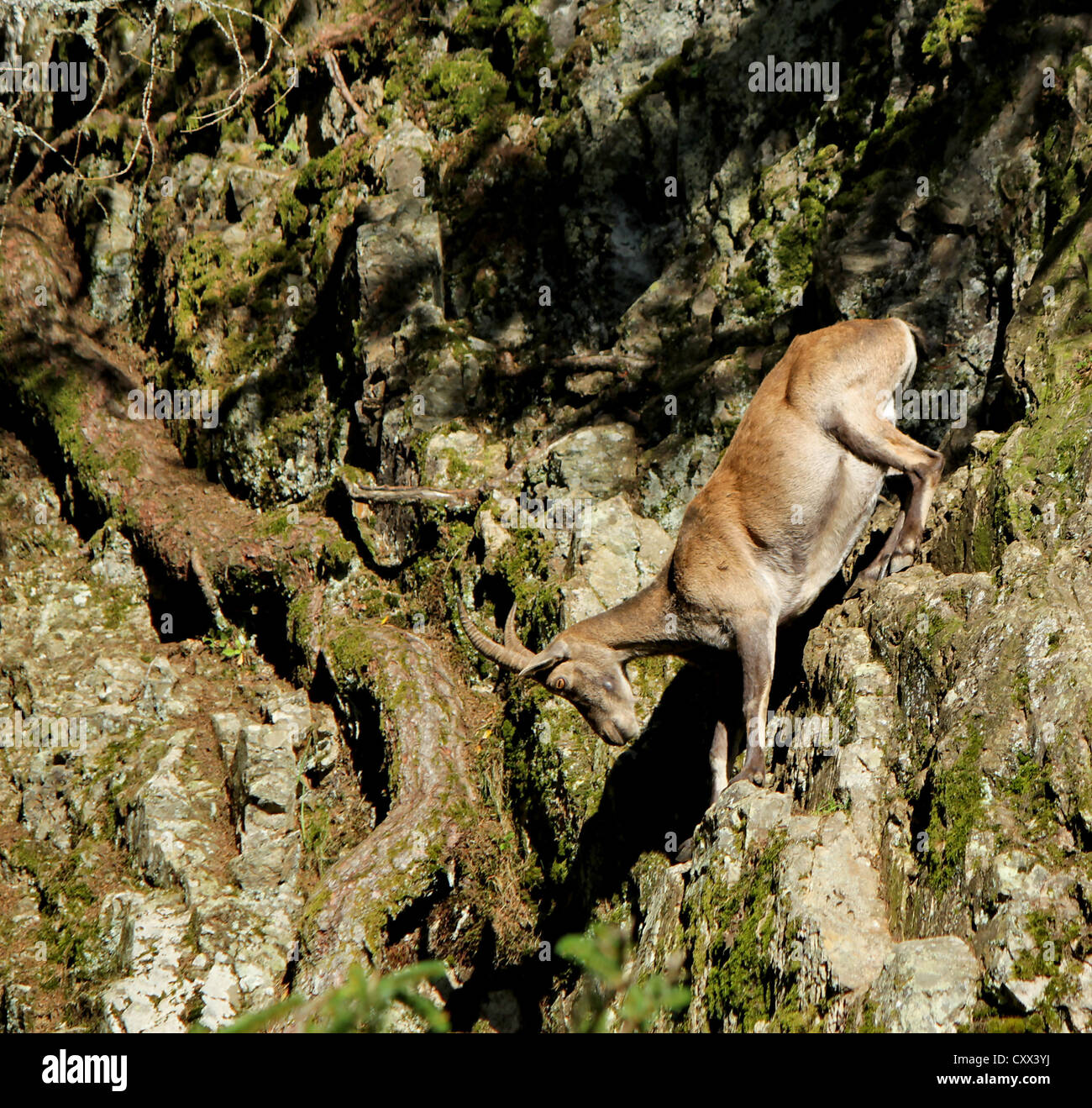 Bella marrone ibex andando verso il basso le rocce in montagna vicino a un trunk Foto Stock