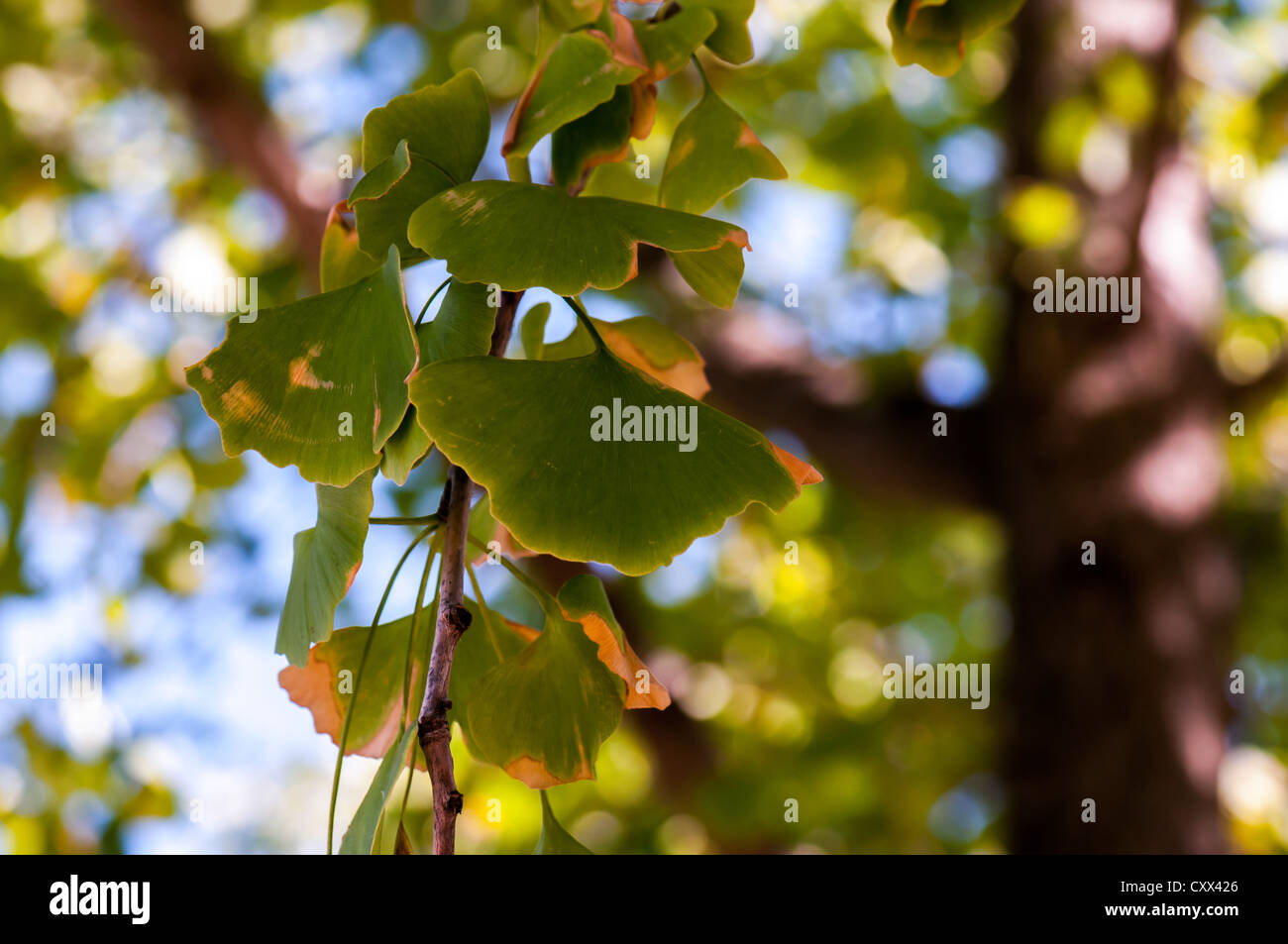 Foglie di Ginko Biloba tree Foto Stock