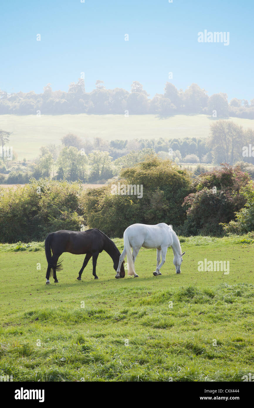 Pascolo di cavalli in Cotswolds, vicino Stow-su-il-Wold Foto Stock