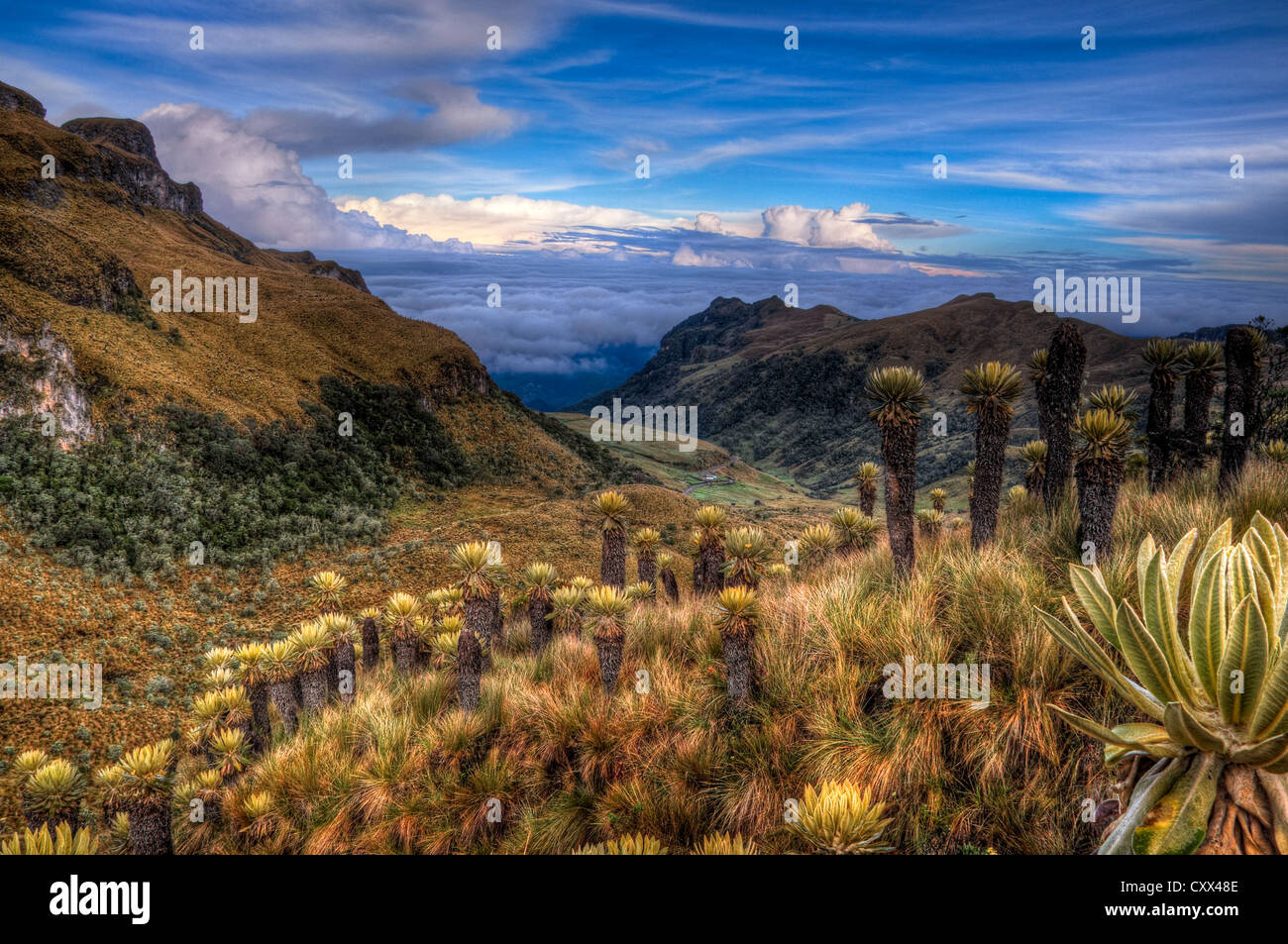 Paramo paesaggio in Colombia vicino Nevado del Ruiz punteggiato di espeletia piante. Foto Stock