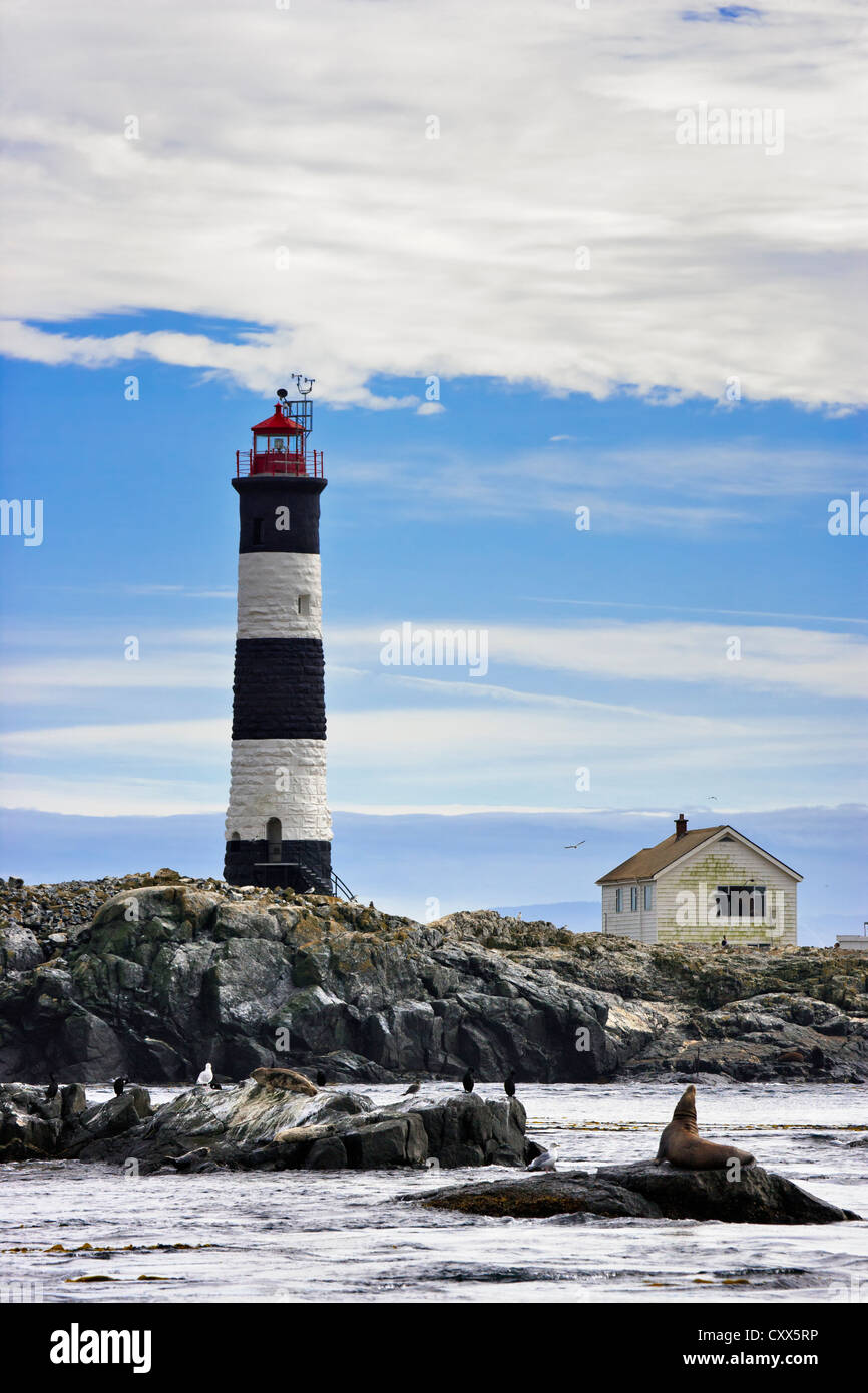 Di Steller leoni marini e cormorani con gara rocce faro in background-Victoria, Vancouver Island British Columbia, Canada Foto Stock