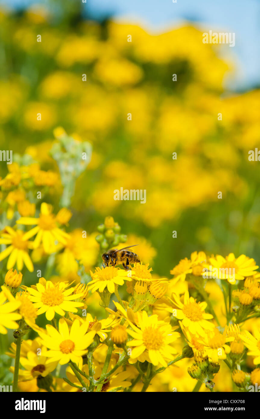 Il miele delle api in un mare di comune erba tossica. Foto Stock