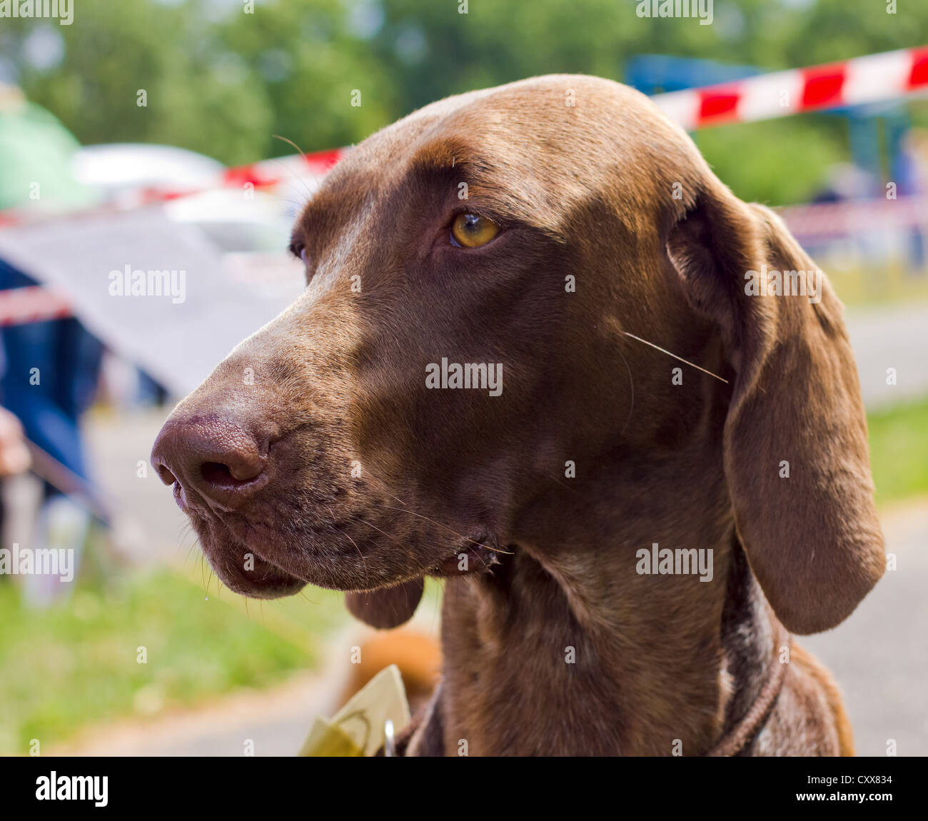 Close-up ritratto del cane Deutsch Kurzhaar razza, la profondità di campo Foto Stock
