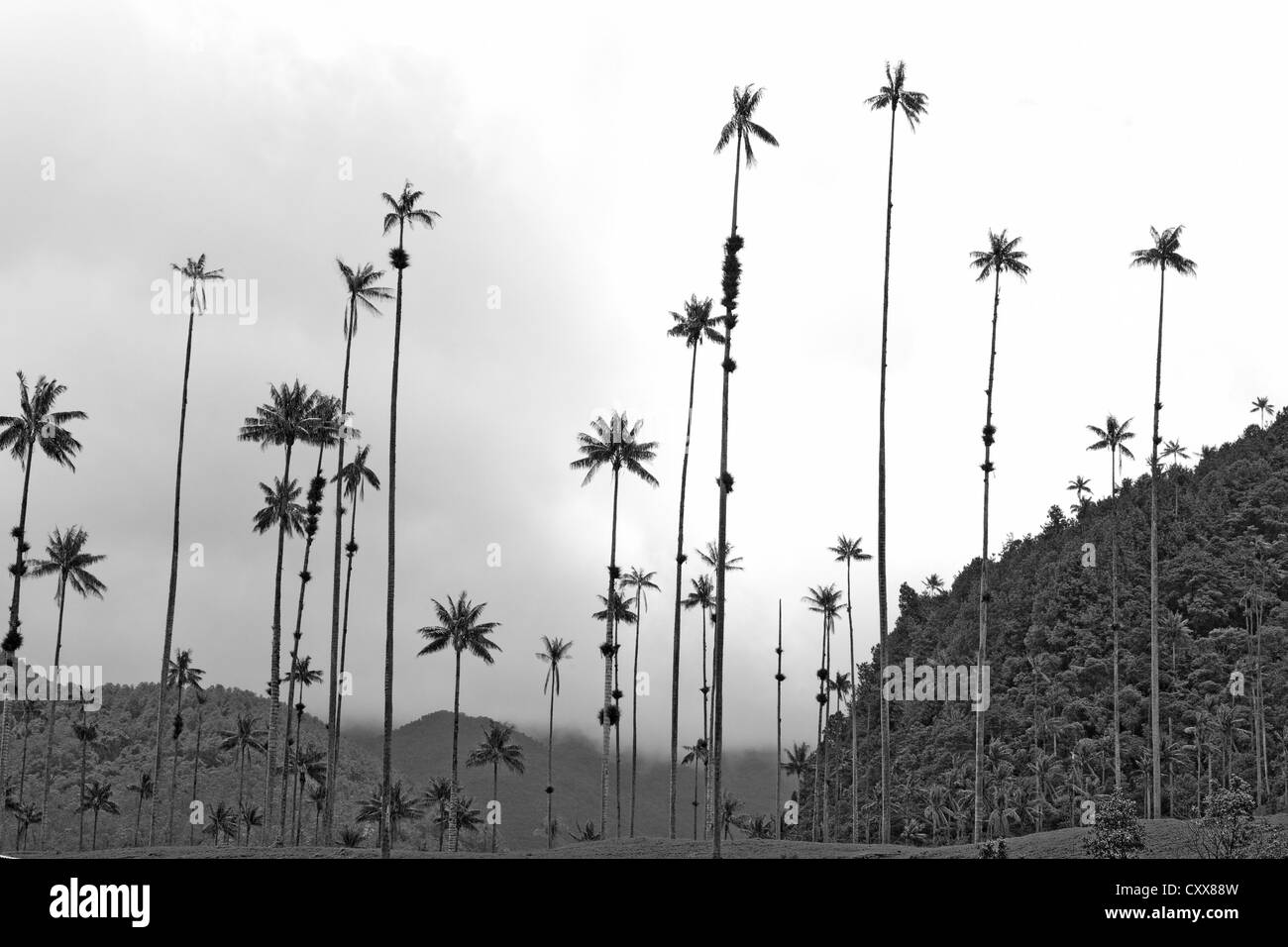 Cera Palms, la palma più alta del mondo e monocot, albero Nazionale, Valle de Cocora, Parco Nazionale di Los Nevados, Colombia Foto Stock