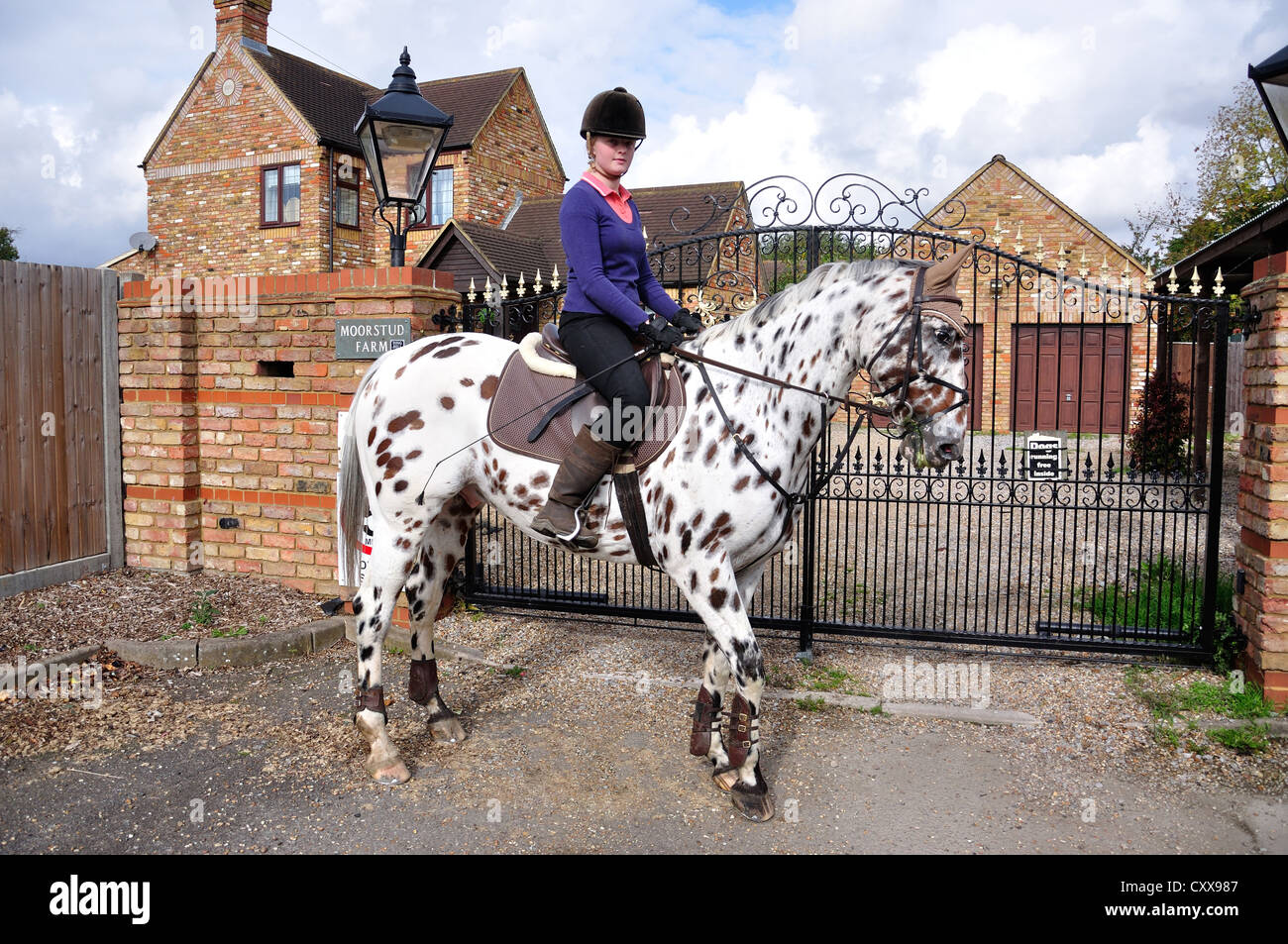 Ragazza adolescente di equitazione cavallo Appaloosa, Stanwell Moor, Surrey, Berkshire, Regno Unito Foto Stock