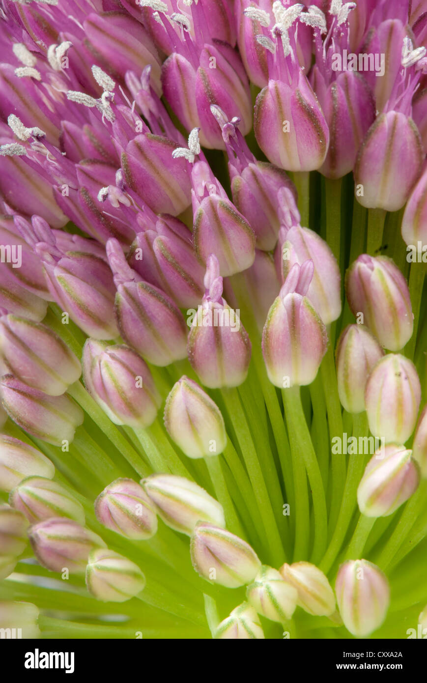 Macro di allium fiori dai boccioli di fiori aperti con antere Foto Stock