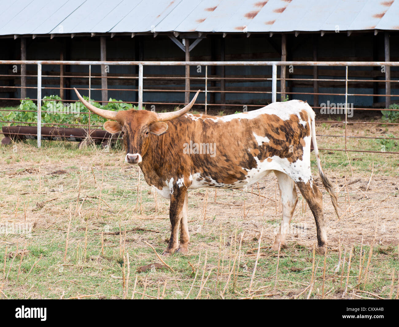 Un Texas Longhorn, Bos bos in un colore tigrato, in piedi di fronte a un fienile di metallo in un pascolo. Oklahoma, Stati Uniti d'America. Foto Stock