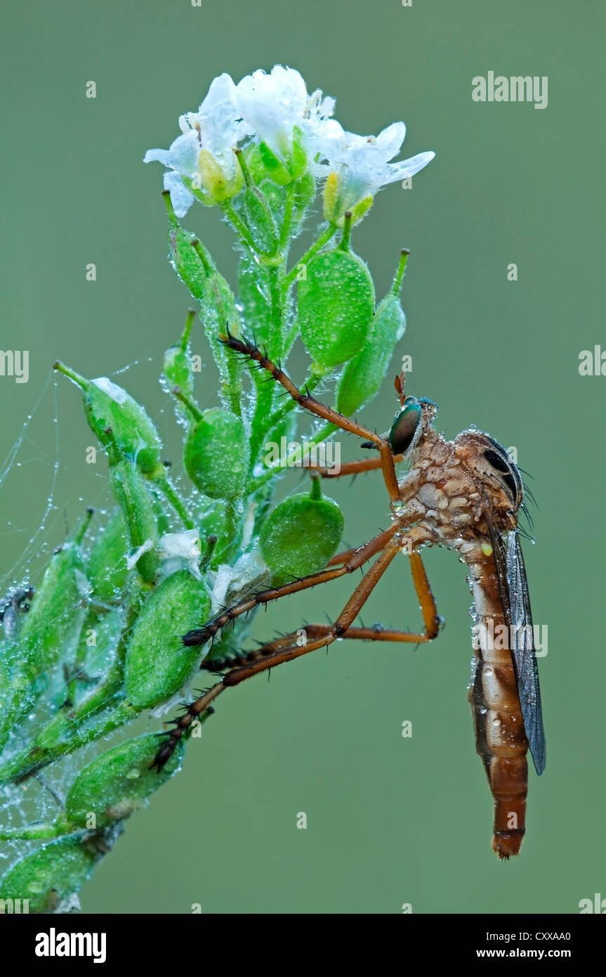 Dewy Robber Fly Diogmites su Hoary Alyssum Berteroa incana Michigan USA, di Skip Moody/Dembinsky Photo Assoc Foto Stock