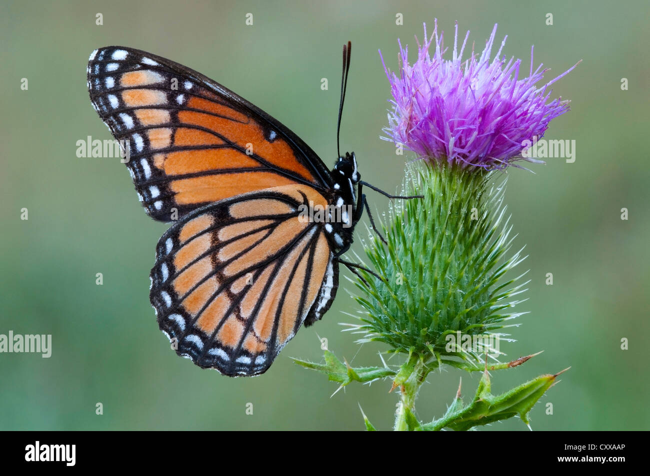 Viceroy Butterfly Limenitis archippus raccolta Nectar impollinating Bull Thistle Cirsium vulgare e USA by Skip Moody/Dembinsky Photo Assoc Foto Stock