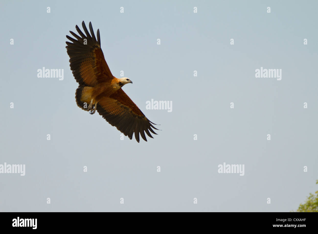 Black Hawk a collare (Busarellus nigricollis) in volo Foto Stock