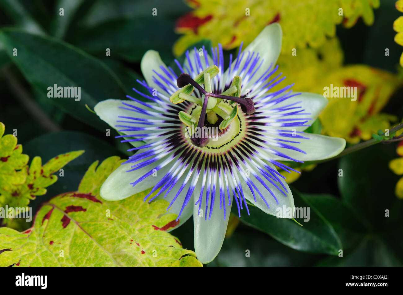 Fiore della Passione - Passiflora caerulea in fiore Foto Stock