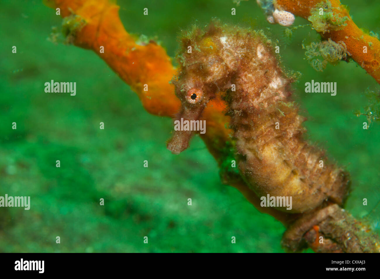 Un cavalluccio marino spinosa, Hippocampus hystrix, si siede su una coperta di spugna persico, Bima Bay, Sumbawa, Nusa Tenggara, Indonesia, Pacific Foto Stock