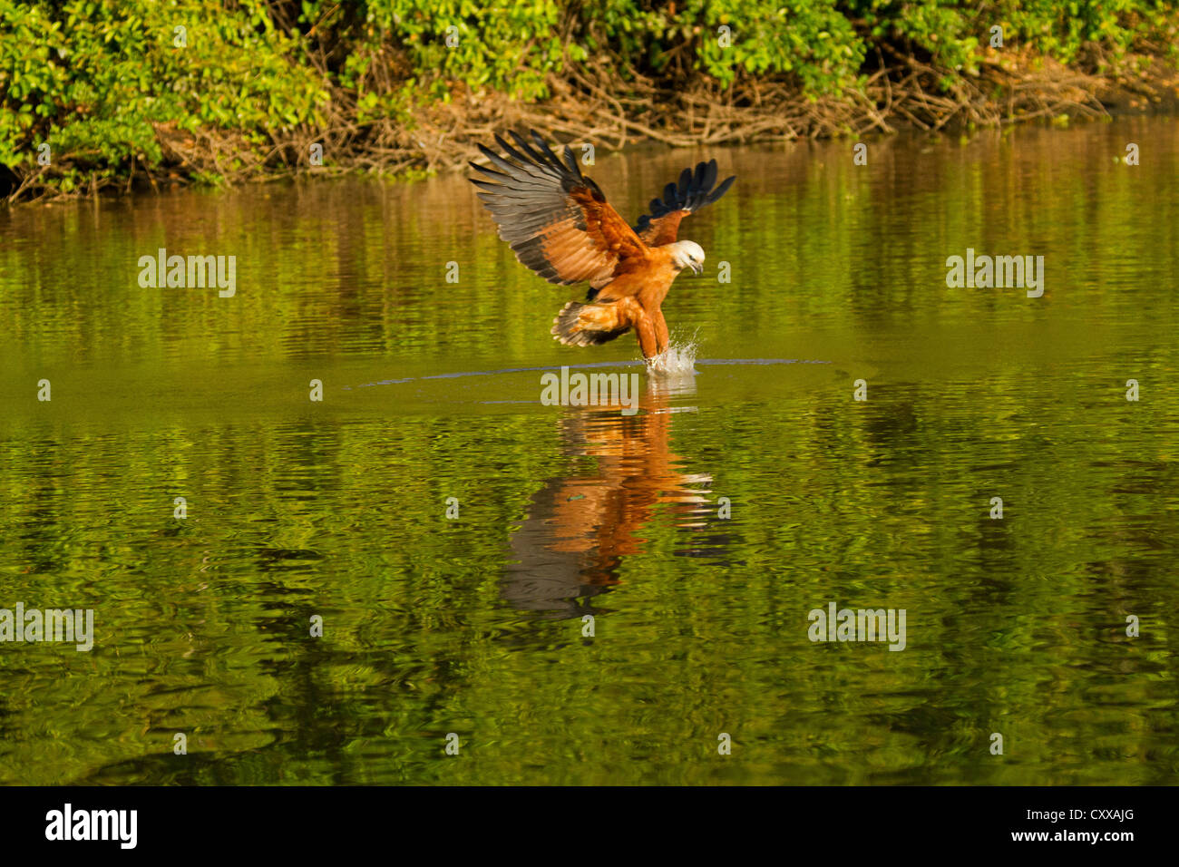 Black Hawk a collare (Busarellus nigricollis) in volo, la cattura dei pesci Foto Stock