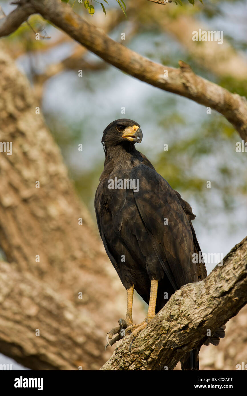 Grande Black Hawk (Buteogallus urubitinga) Foto Stock
