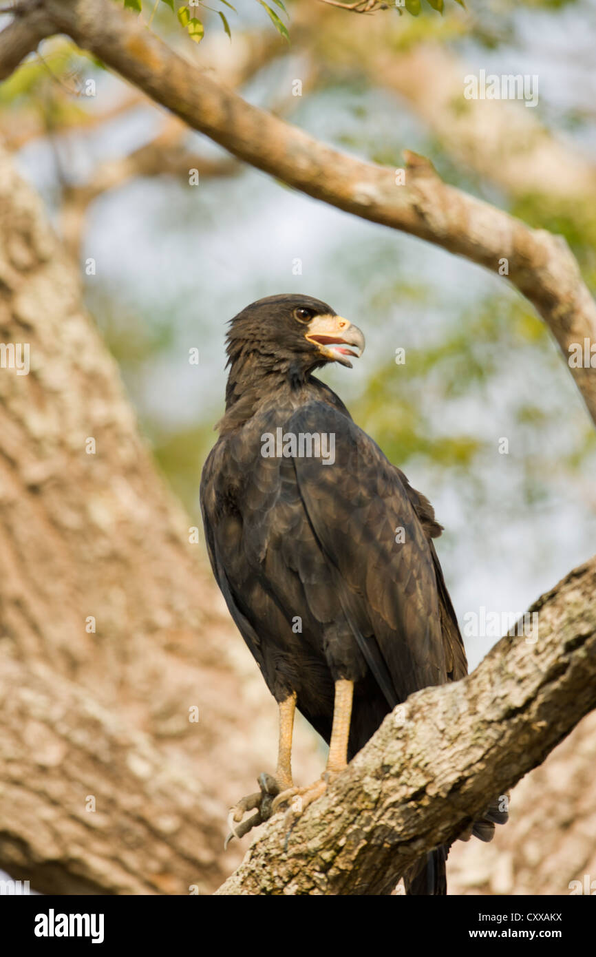 Grande Black Hawk (Buteogallus urubitinga) Foto Stock