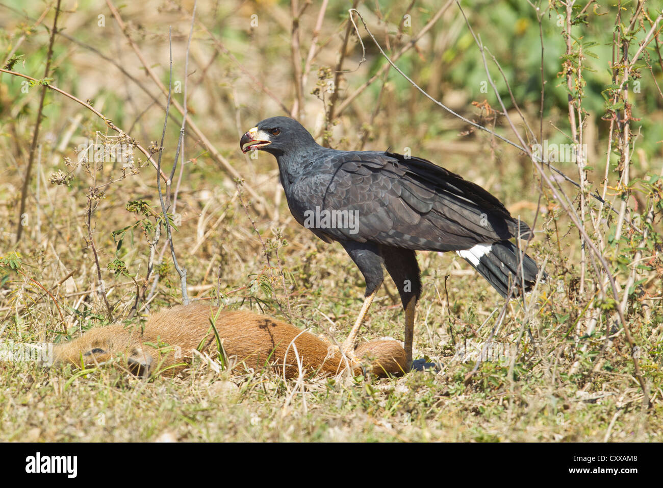 Grande Black Hawk (Buteogallus urubitinga) alimentazione su un capibara Foto Stock